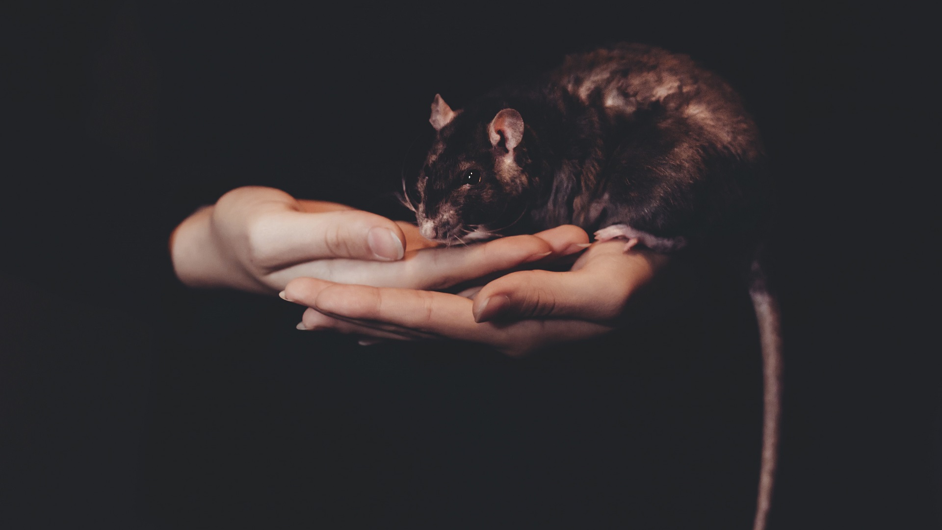 Logran ratones más longevos y con menos probabilidades de cáncer