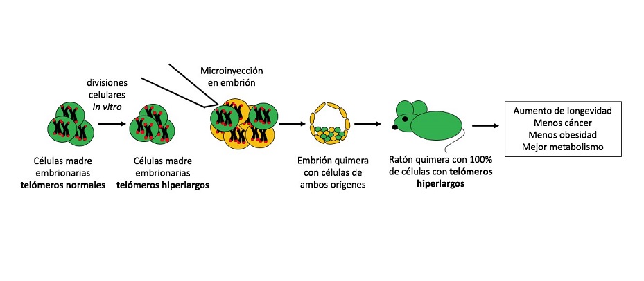 Logran ratones más longevos y con menos probabilidades de cáncer - ratones