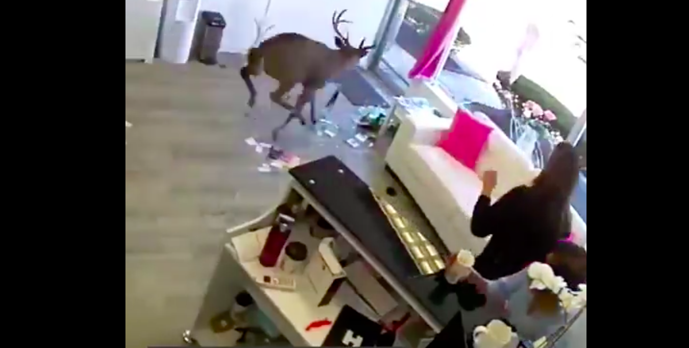 #Video Reno entra a salón de belleza en Nueva York