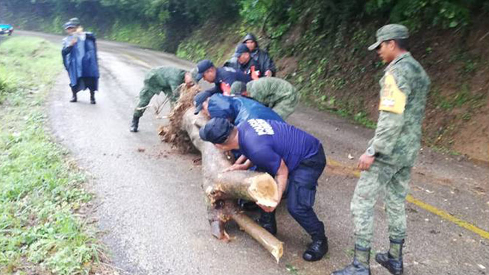 Casi mil 500 elementos de la Sedena auxilian en ocho estados por Narda - retiro-de-arbol-de-una-carretera-de-oaxaca