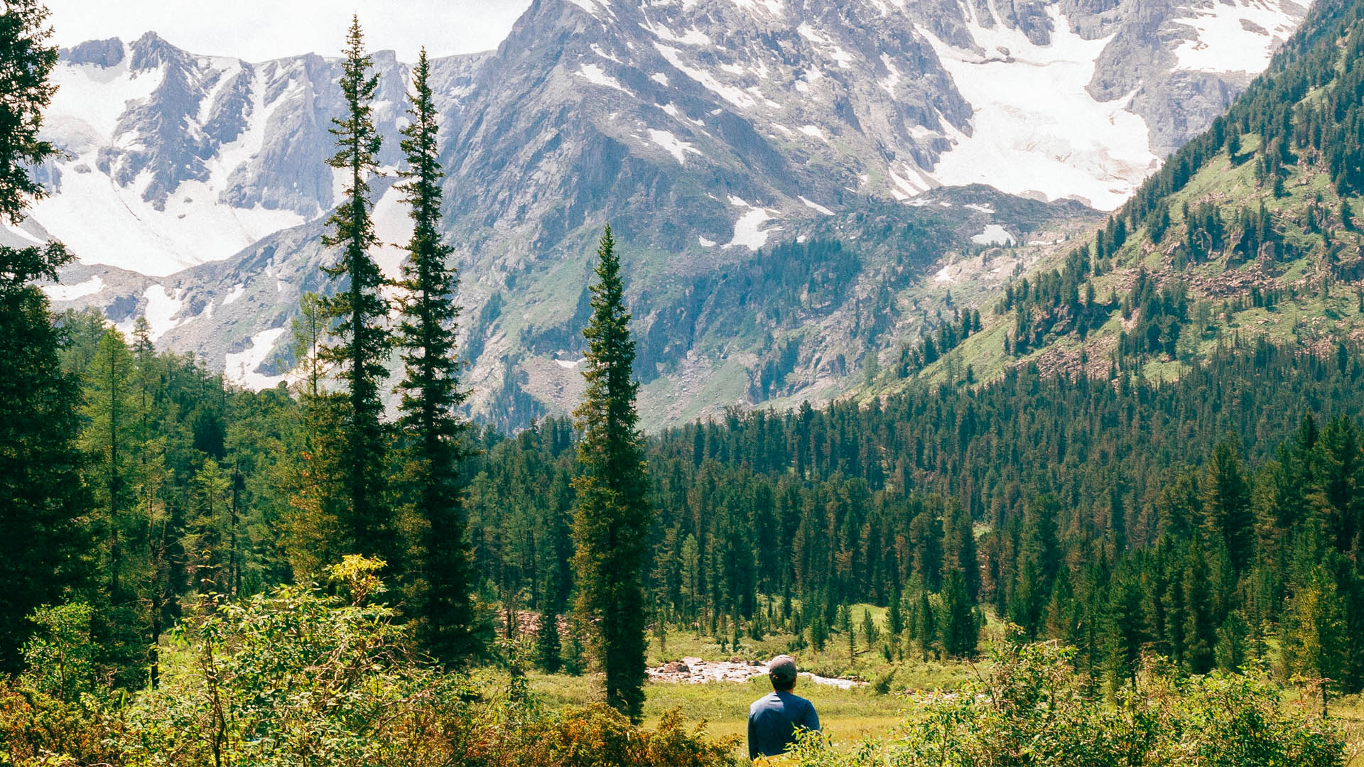 Reforestación en Rusia podría ayudar a combatir la crisis climática