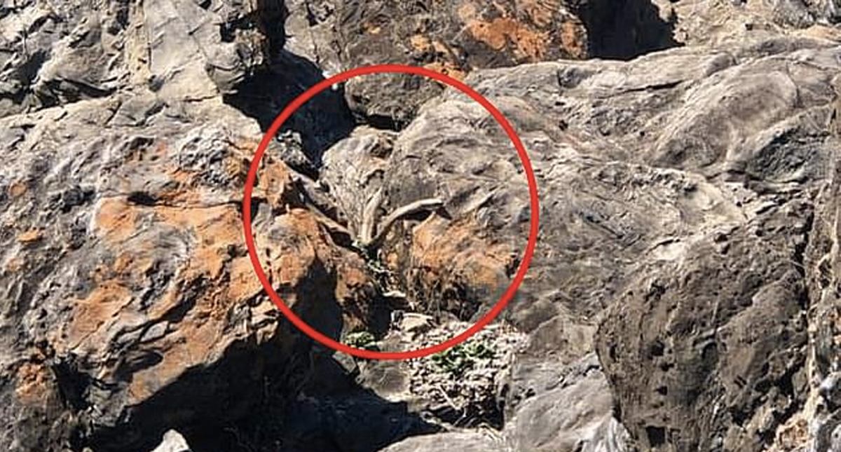 El camuflaje de la serpiente más venenosa de Australia - serpiente-australia