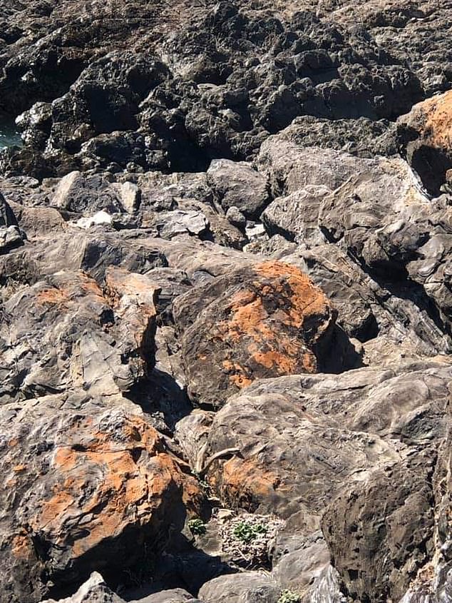 El camuflaje de la serpiente más venenosa de Australia - serpiente