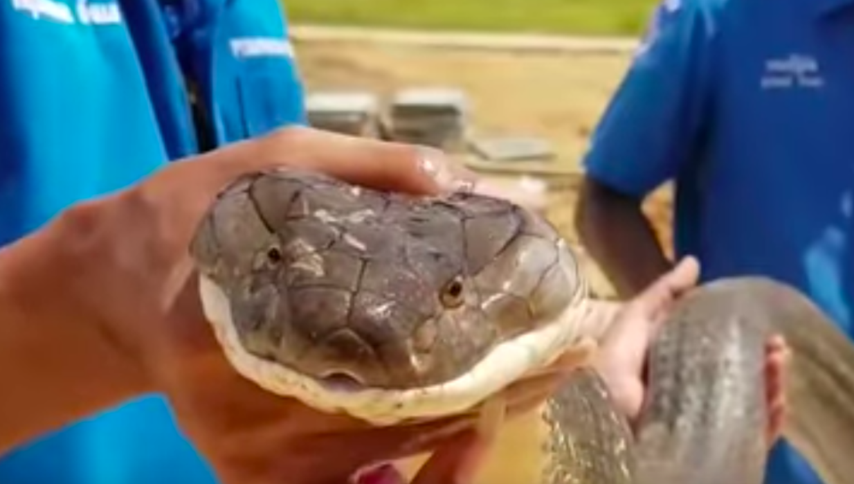 #Video Capturan cobra en tubería de Tailandia