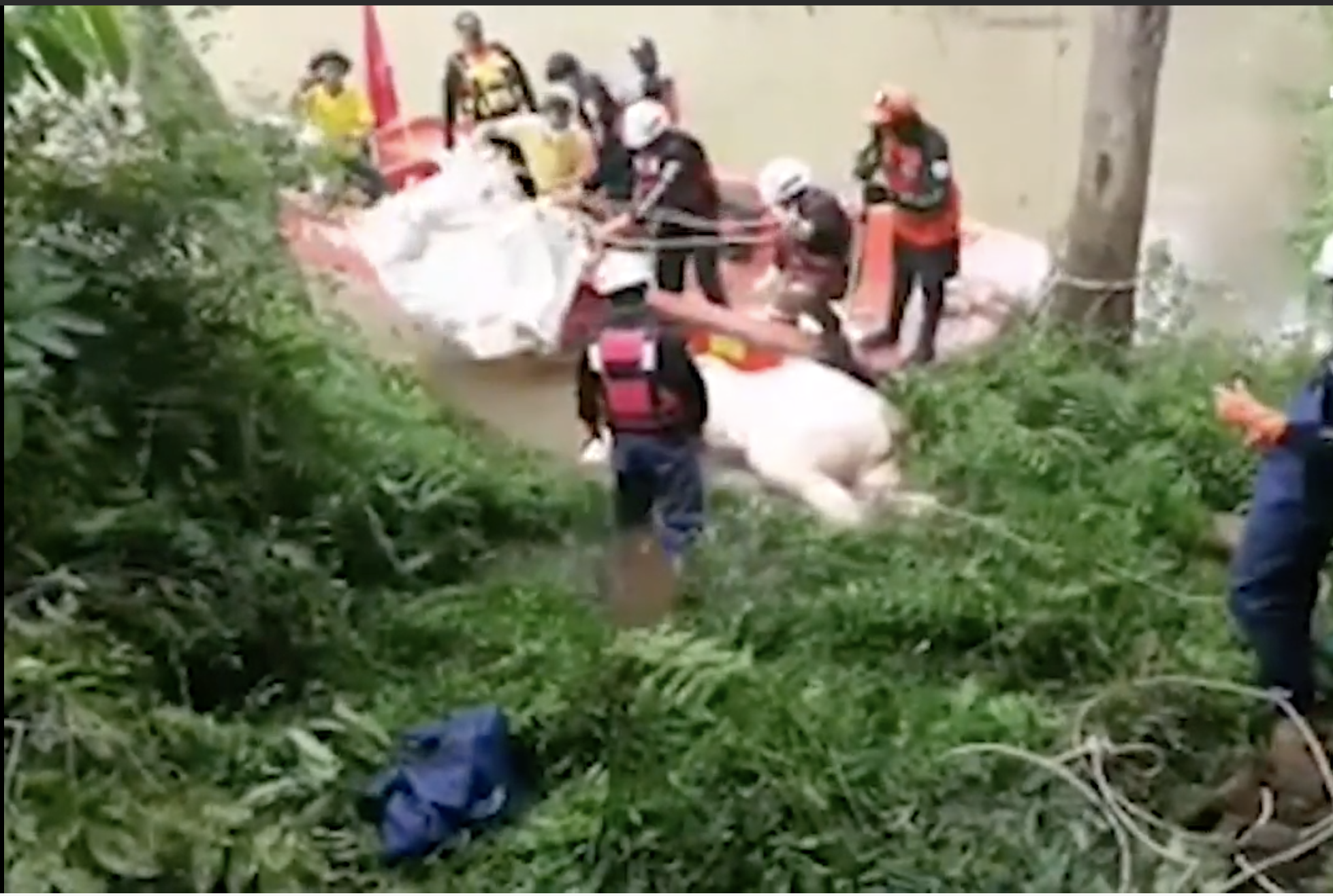 Recuperan a tres de los once elefantes muertos en una cascada de Tailandia