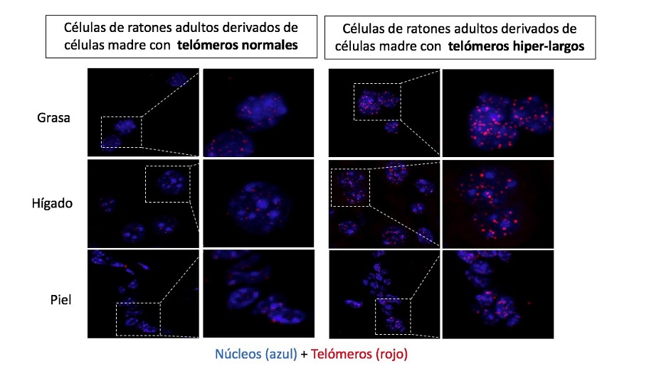 Logran ratones más longevos y con menos probabilidades de cáncer - telomeros