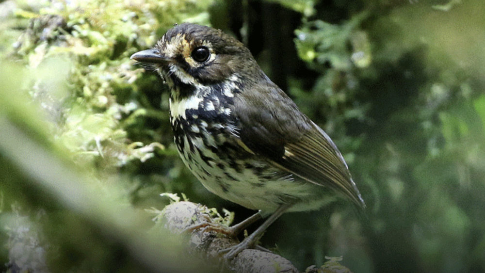 Descubren nueva ave nativa de Colombia