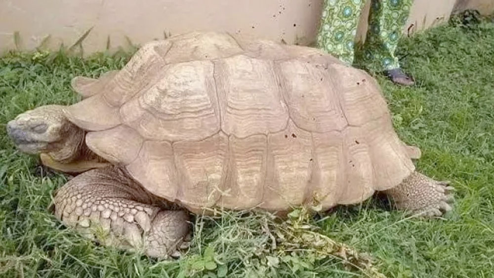 Muere la tortuga Alagba a los 344 años