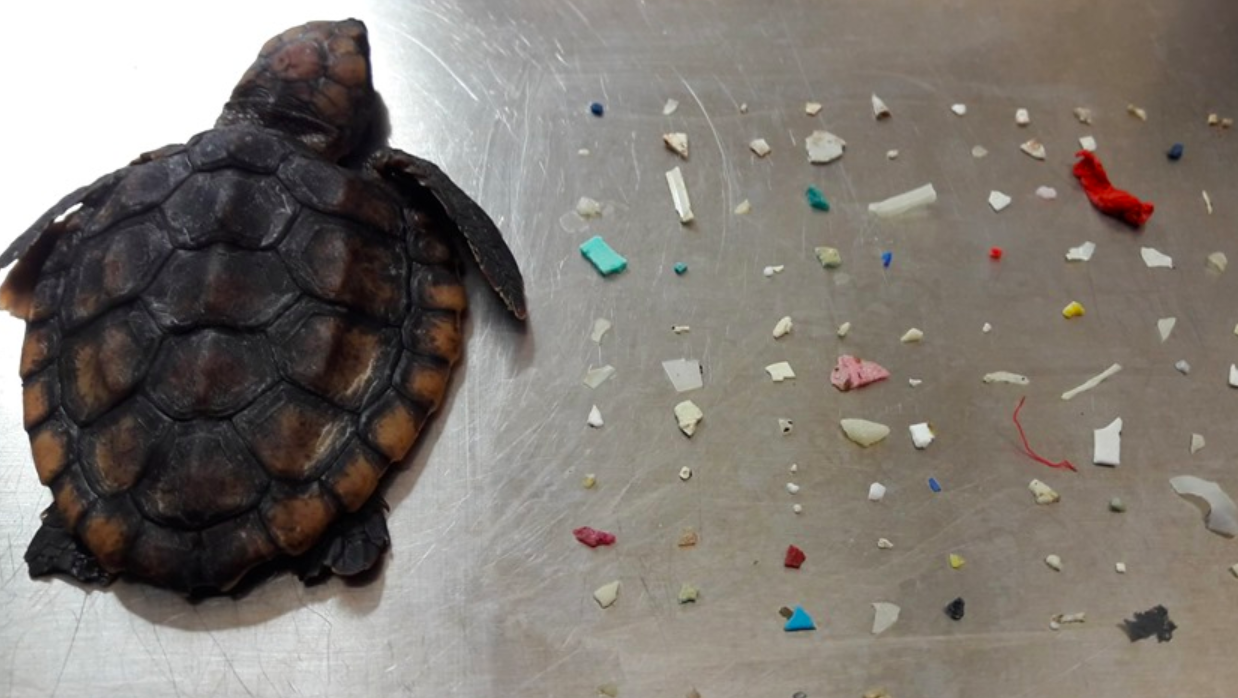 Muere tortuga bebé que comió 104 piezas de plástico
