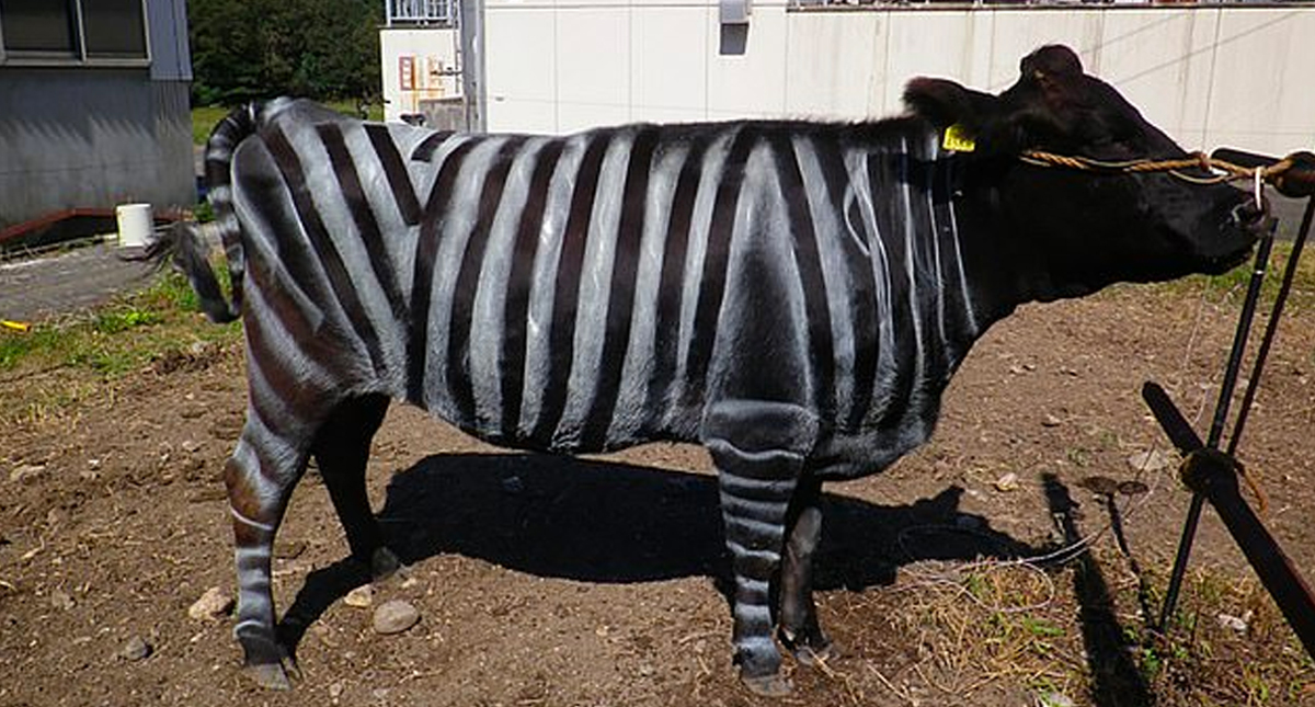 Pintar vacas como cebras evita que sean víctimas de los mosquitos