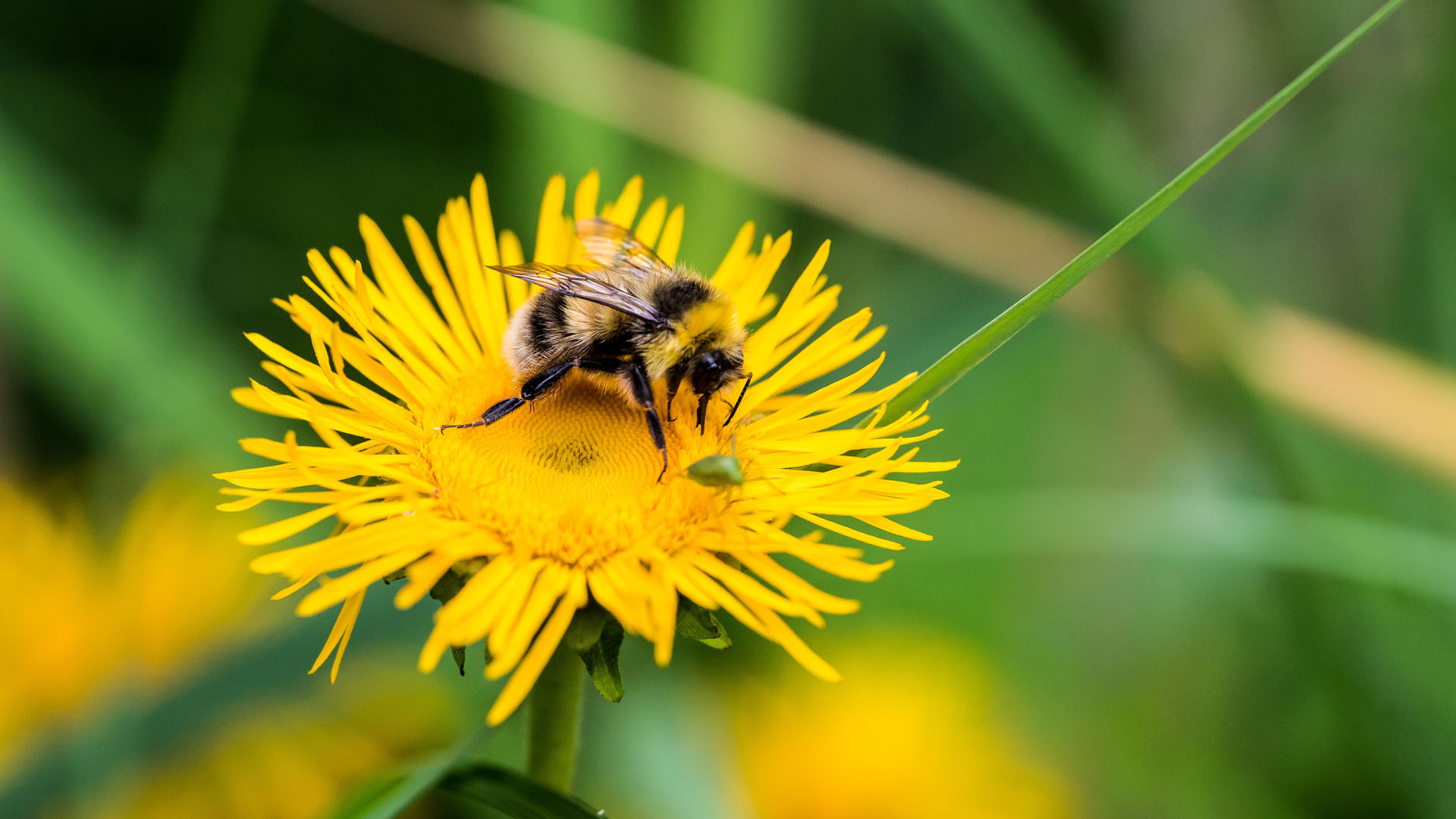 Científicos estiman que habría iniciado el apocalipsis de los insectos - abejorro-amarillo