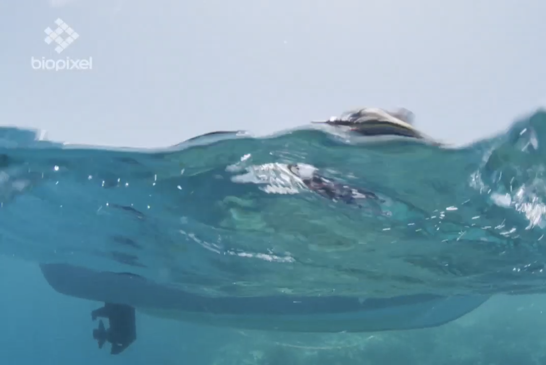 El robot que regenera la dañada Gran Barrera de coral