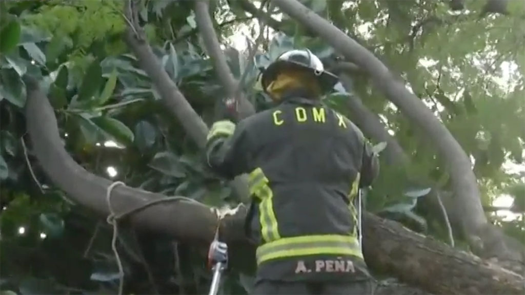 Bombero se accidenta al cortar rama de árbol caído en la Condesa