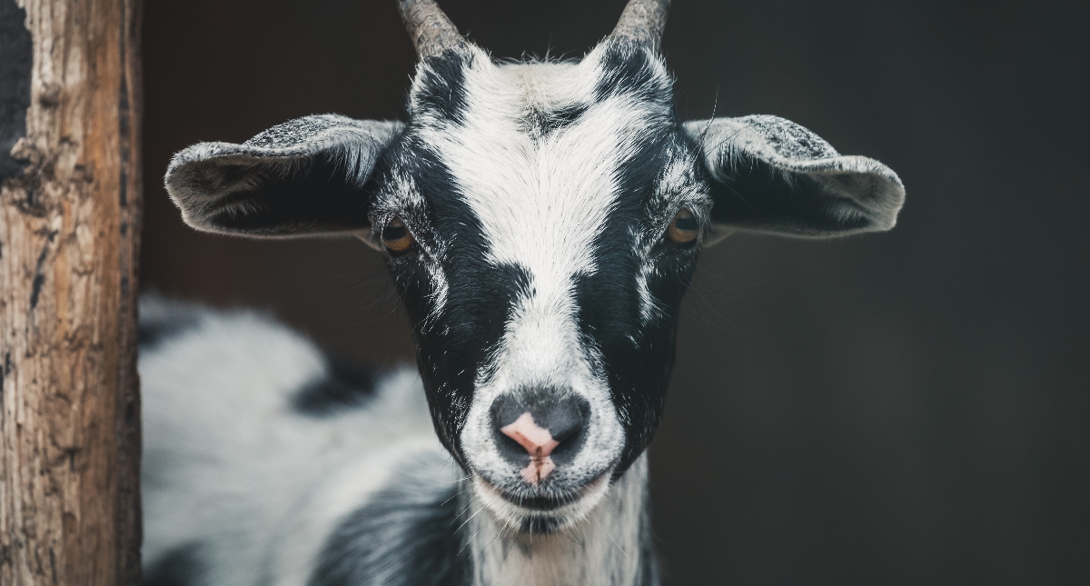 Cabras evitaron propagación de incendios en California Cabras evitaron propagación de incendios en California