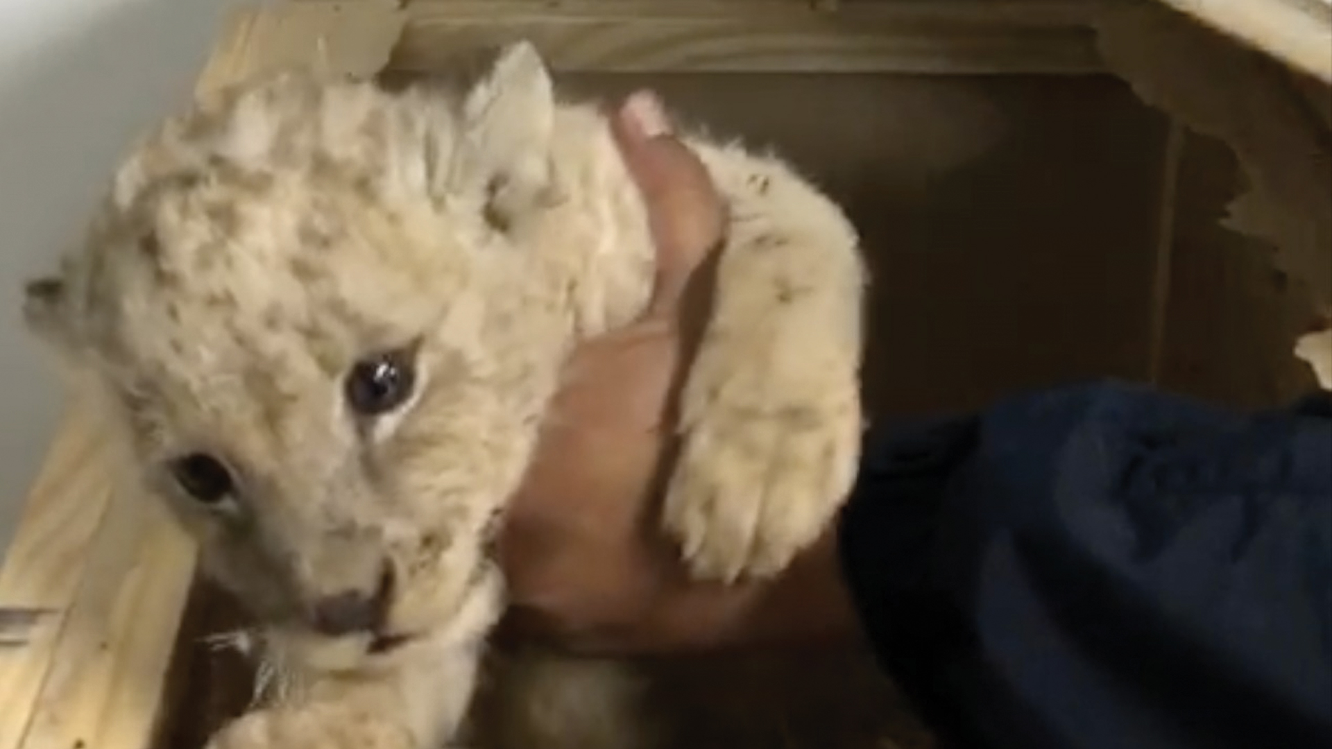 #Video Guardia Nacional rescata a cachorro de león enviado por paquetería