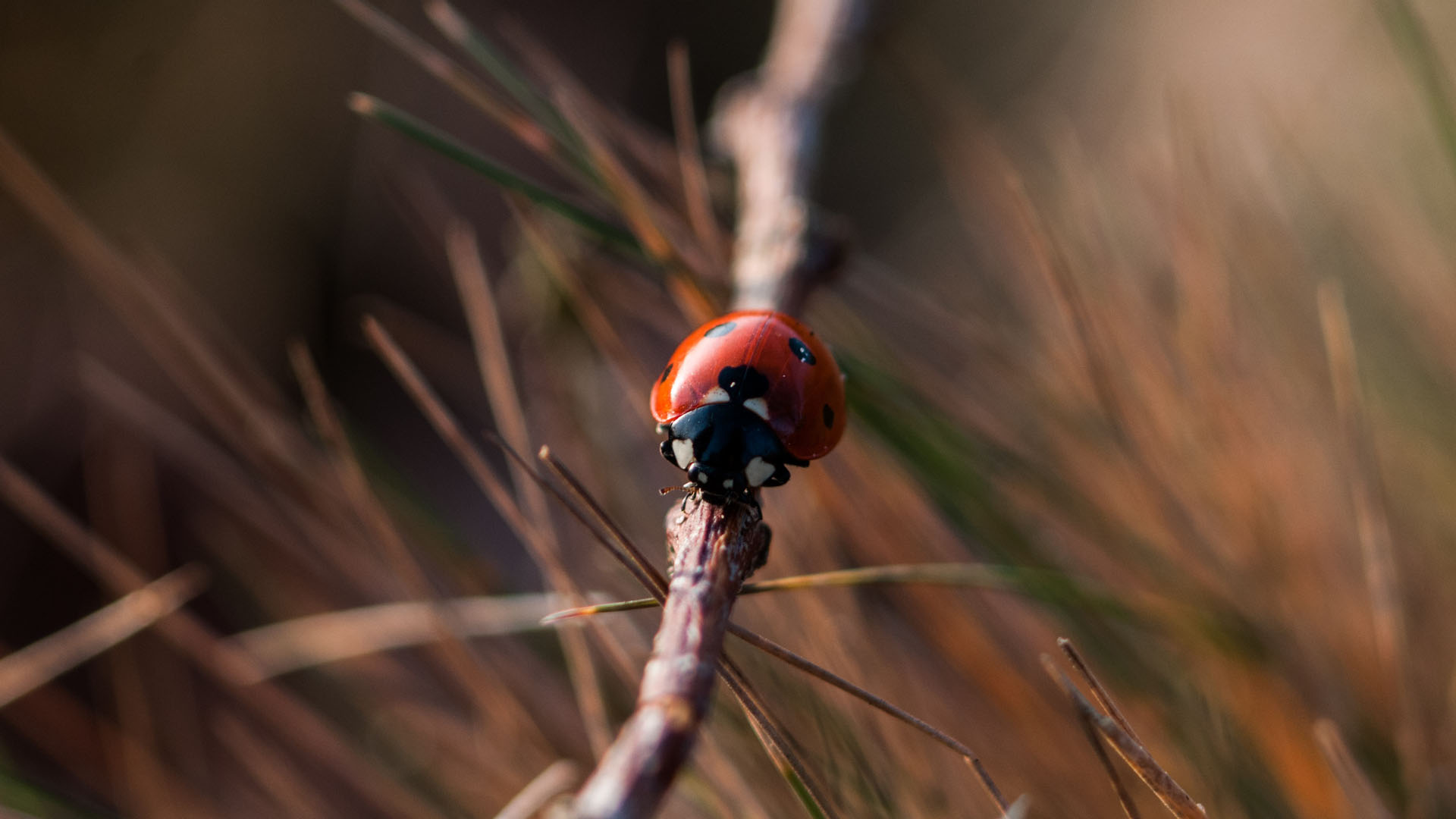 Científicos estiman que habría iniciado el apocalipsis de los insectos