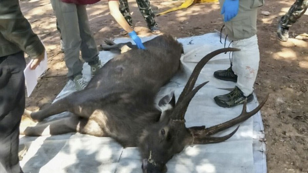 Hallan muerto a ciervo tras ingerir siete kilos de basura en Tailandia