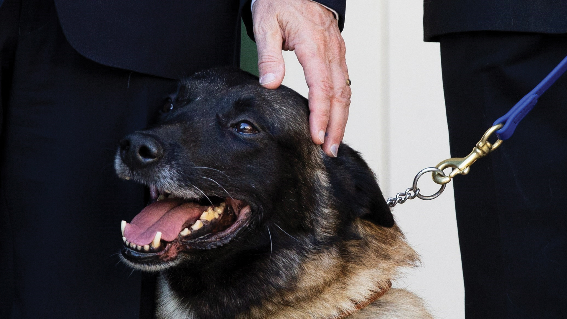 Trump condecora a 'Conan' perra que participó en operativo contra líder del EI - condecoracion-conan1