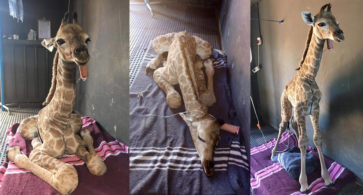 #Video Perro se convierte en guardián de jirafa huérfana - cria-de-jirafa-jazz