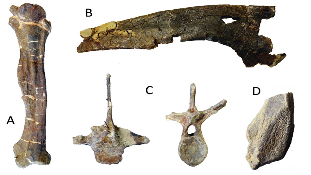 Hallan en España los restos del lambeosaurino más antiguo de Europa - femur-ilion-vertebra-dorsal-y-diente
