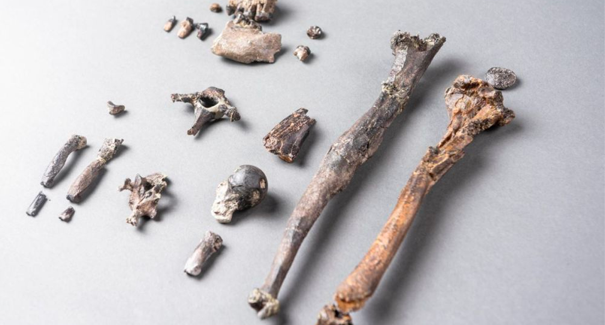 Fósil de simio arroja luz sobre cómo era esta especie antes de ser bípeda