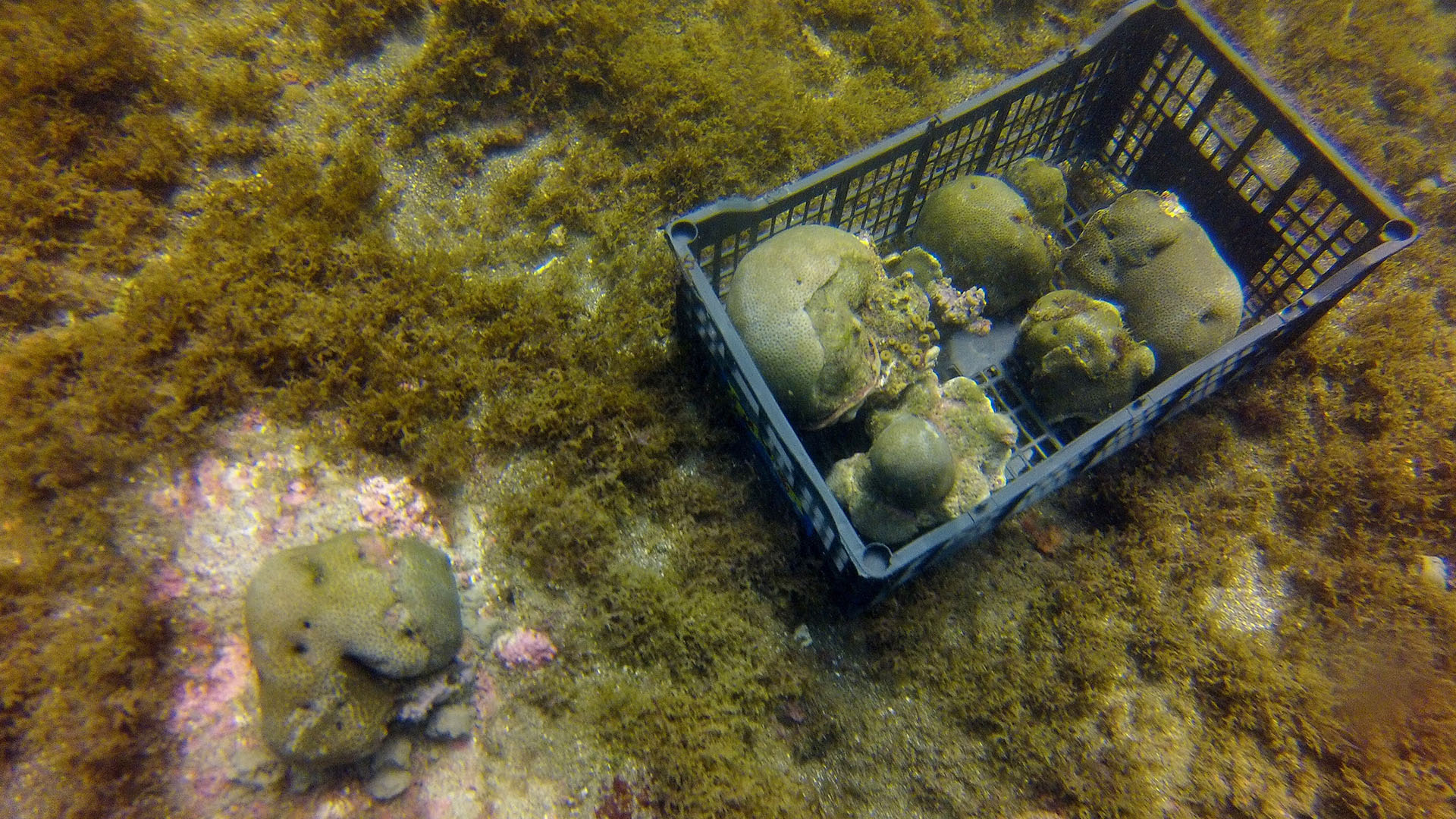 Semarnat actualiza NOM-059 para proteger pasto marino y corales