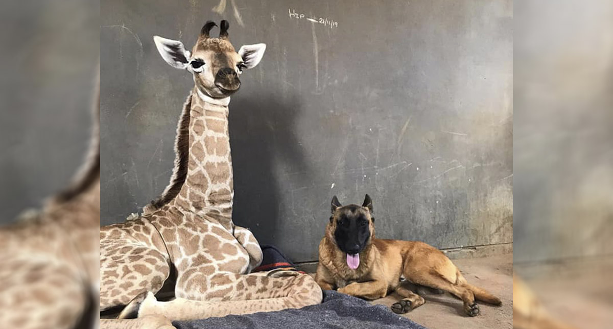 #Video Perro se convierte en guardián de jirafa huérfana - jirafa-y-perro
