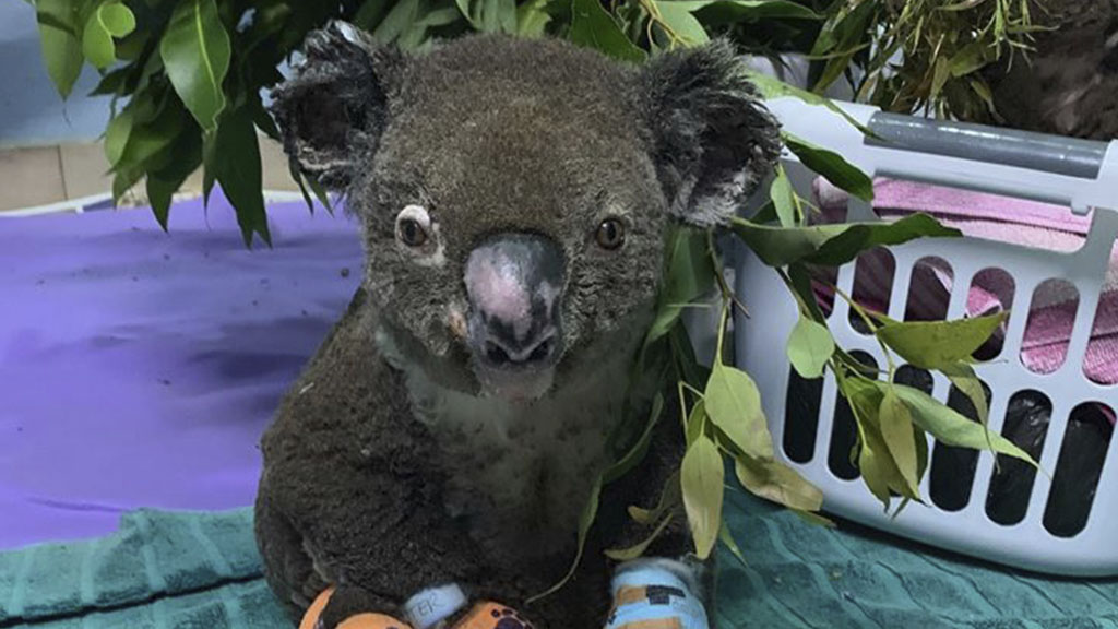 Muere el koala rescatado durante incendio en Australia