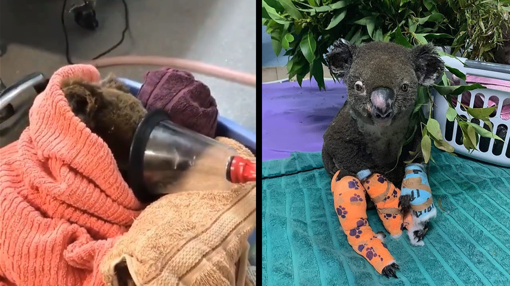 #Video Mujer salva a koala de incendio en Australia - koala-lewis