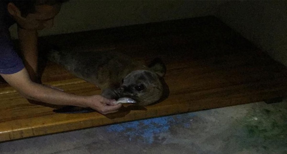 Vinculan a proceso a dos personas por tráfico de leones marinos