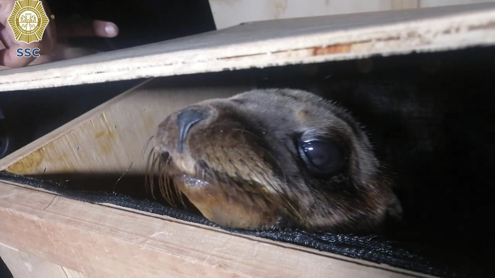 Detienen a sujetos que trasladaban a dos lobos marinos en Benito Juárez