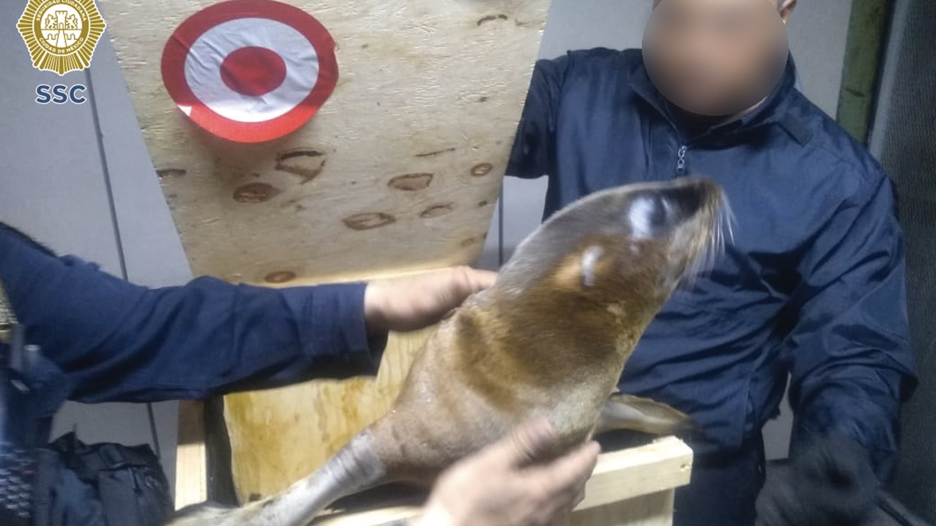 Detienen a sujetos que trasladaban a dos lobos marinos en Benito Juárez - lobos-marinos-detencion