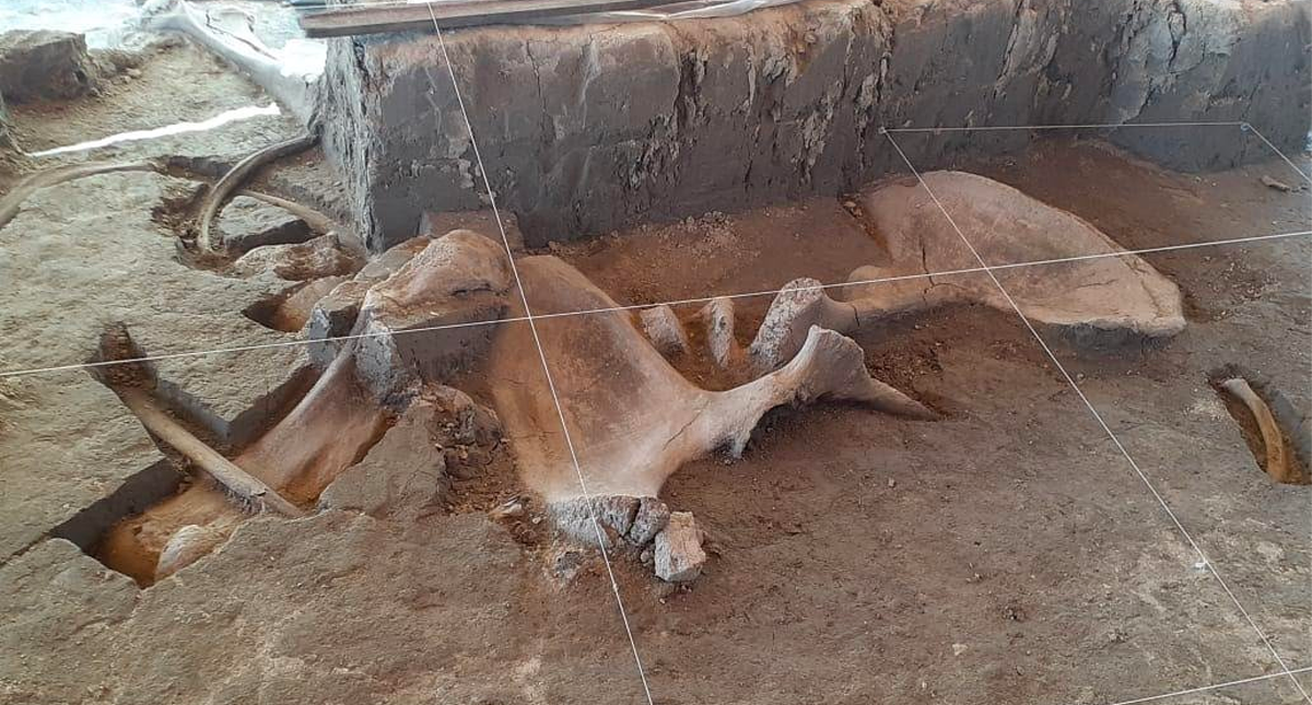 Descubren en Tultepec las primeras trampas para mamut en el mundo