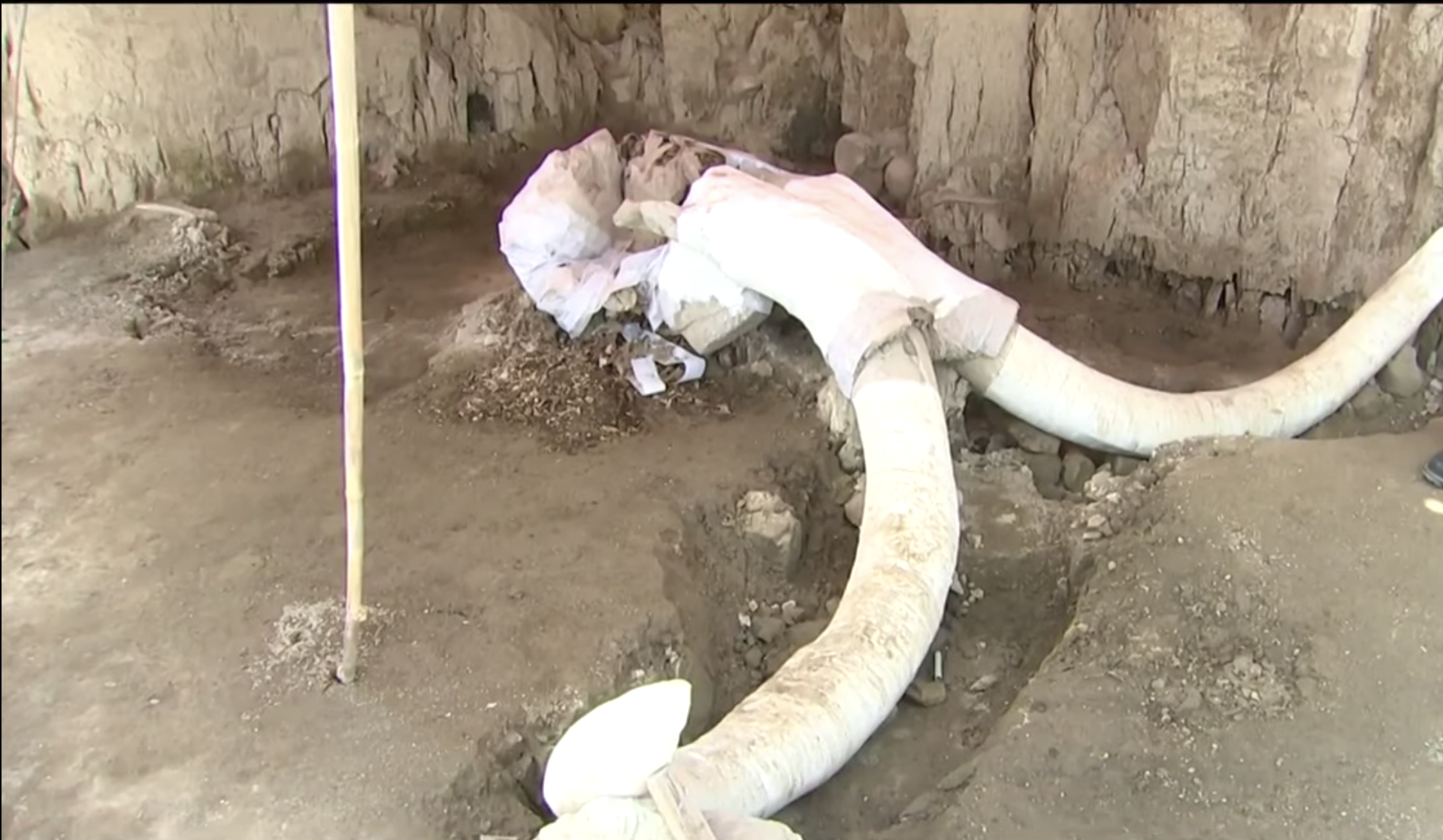 Encuentran restos de mamuts en Tultepec