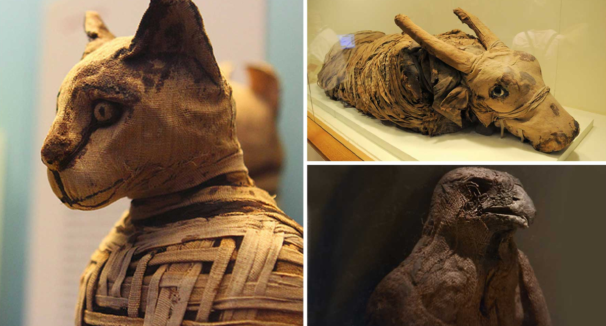 Ministerio de Antigüedades de Egipto presenta momias de animales Ministerio de Antigüedades de Egipto presenta momias de animales