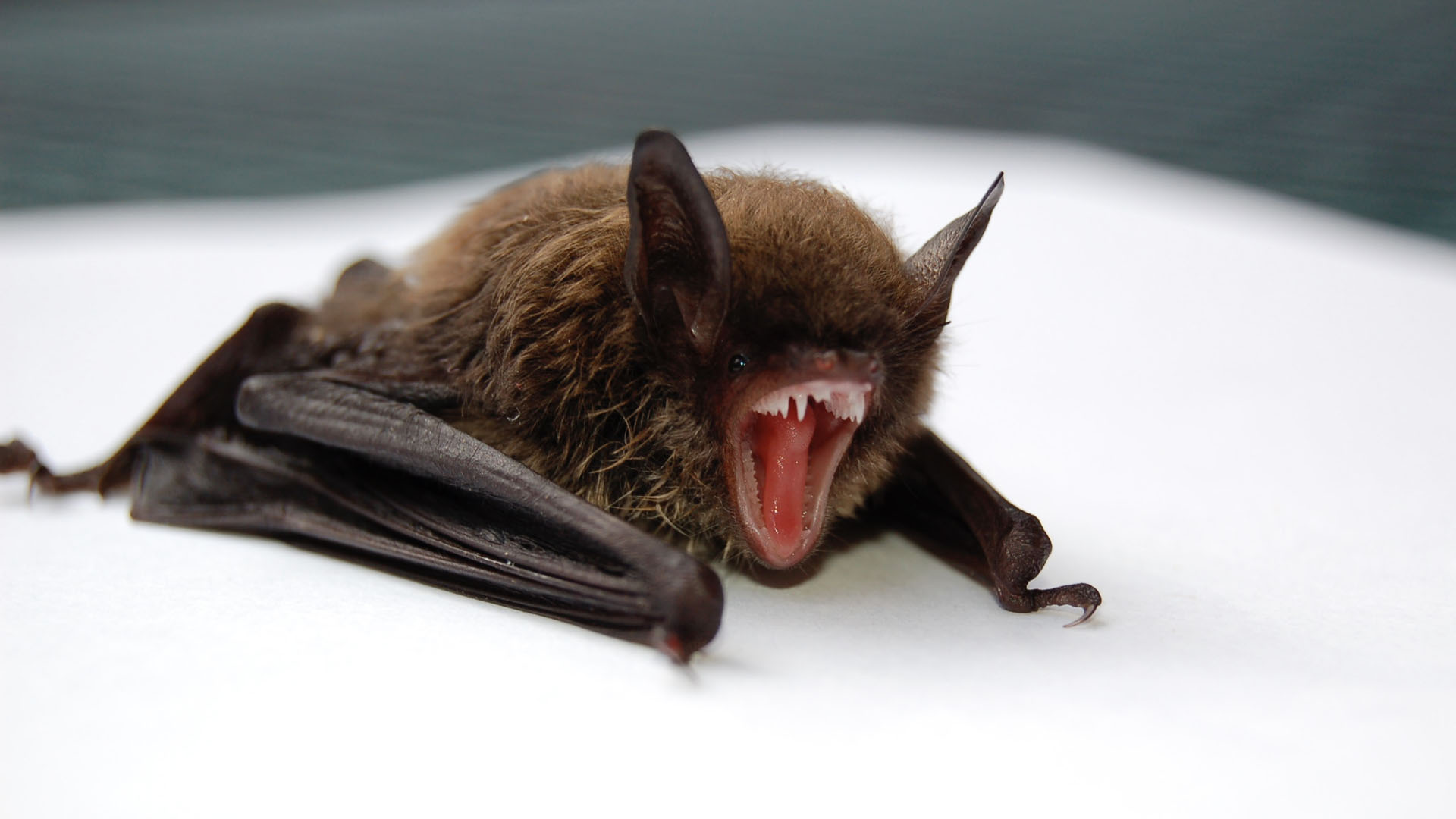 COVID-19 saltó a los humanos desde murciélagos, la teoría más probable de la OMS sobre origen de la pandemia