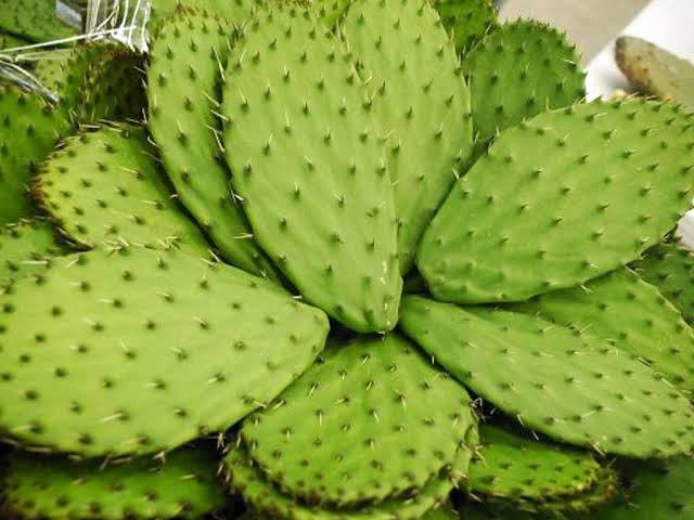 Cinco superalimentos originarios de México