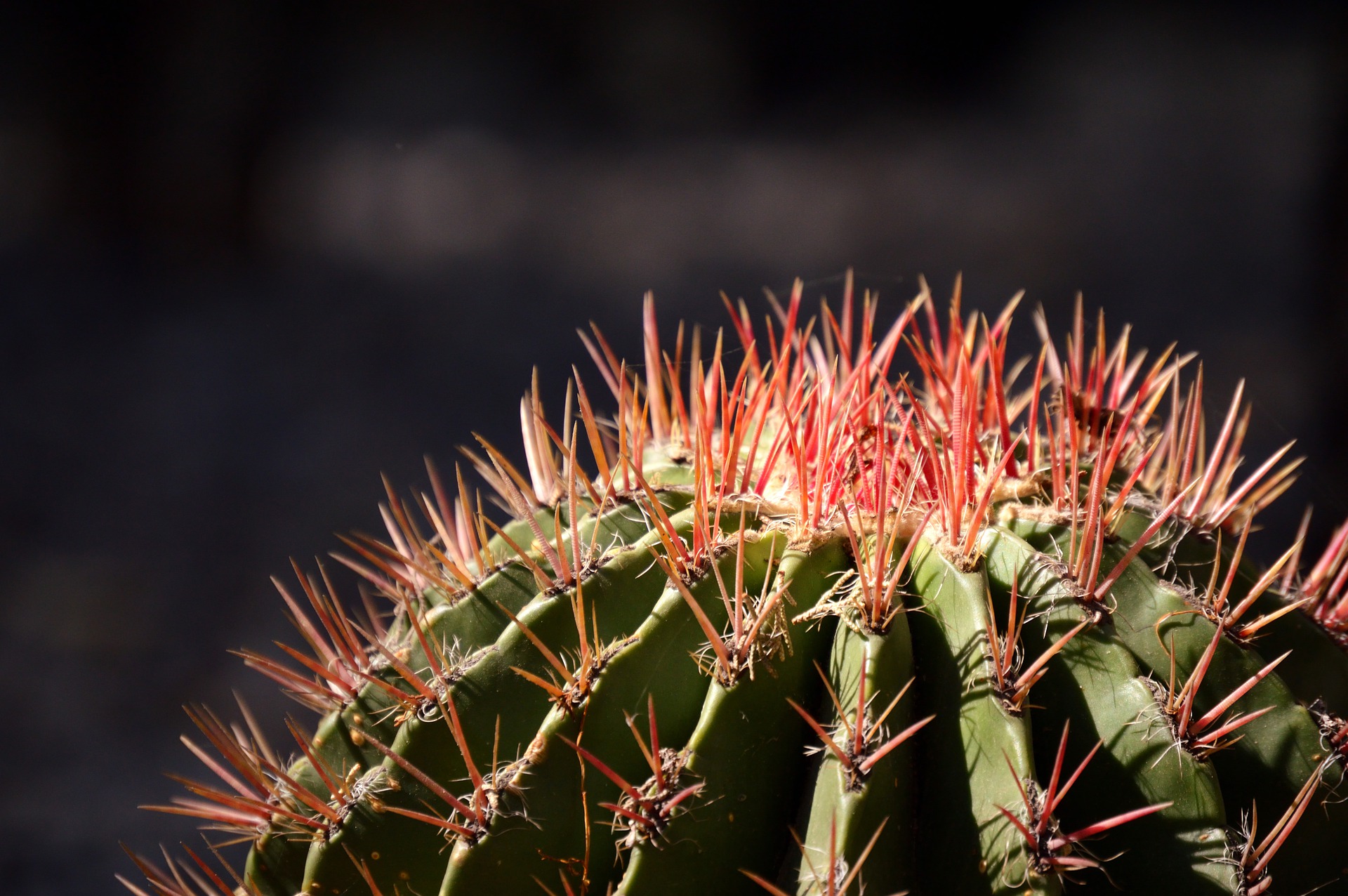 Un emprendedor que enseña a cultivar cactus
