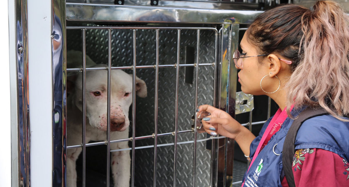 Logran primera prisión preventiva por maltrato animal en la Ciudad de México