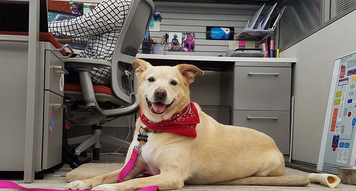 Animales de compañía ayudarían a enfrentar mejor trastornos mentales - perro-de-terapia-acompana-a-su-duena-al-trabajo