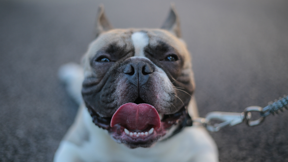 Hombre muere luego de que su perro lo lamiera