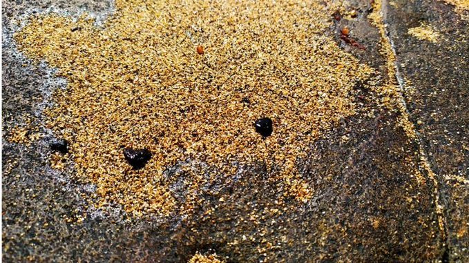 Hallan restos de petróleo en archipiélago cuna de ballenas jorobadas - petroleo-brasil1