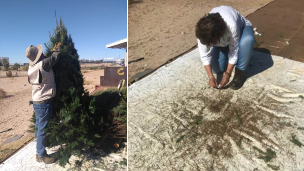 México regresa a Estados Unidos más de 4 mil pinos con plagas