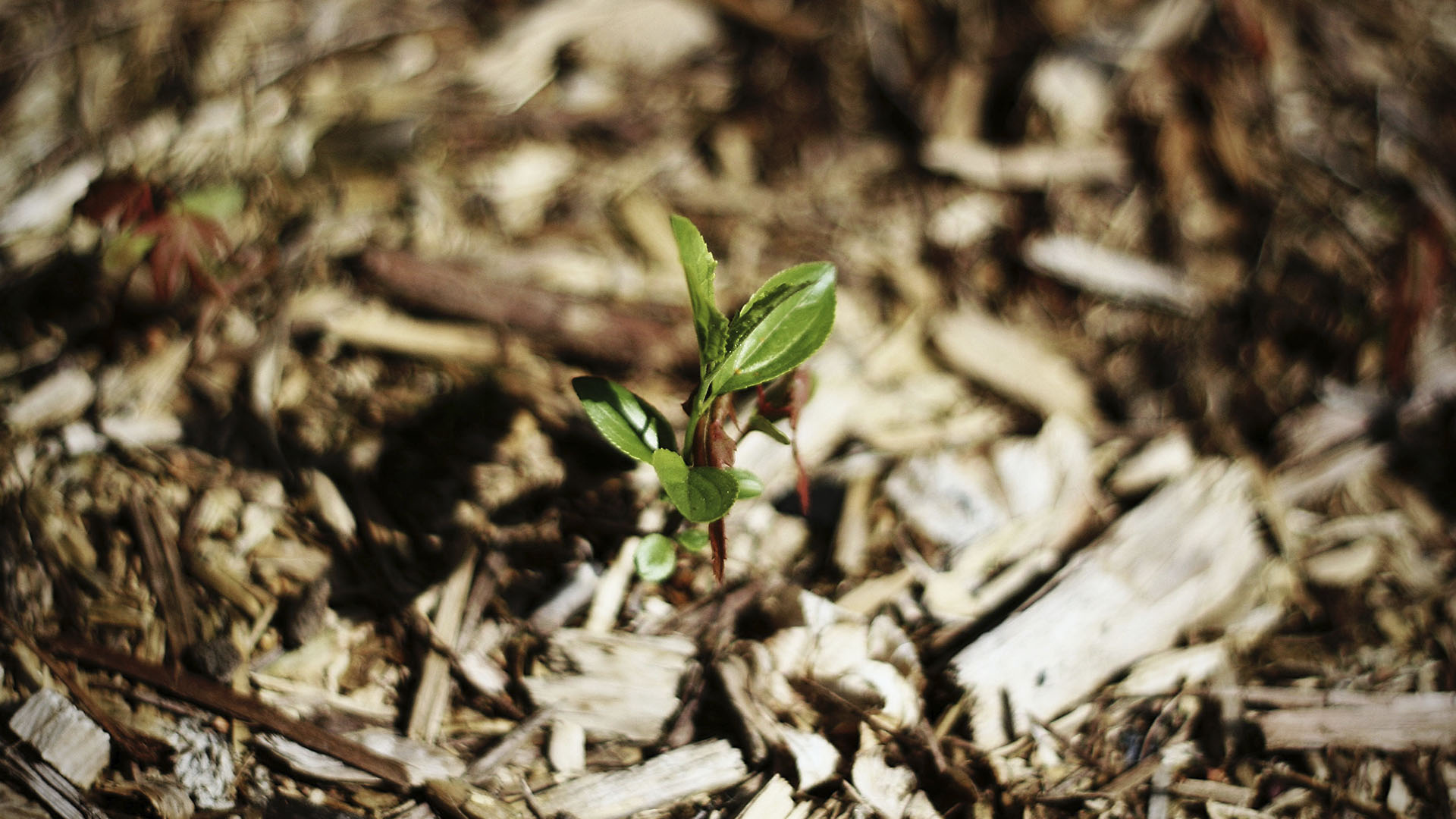 Crisis climática cambiará relación entre plantas y organismos del suelo