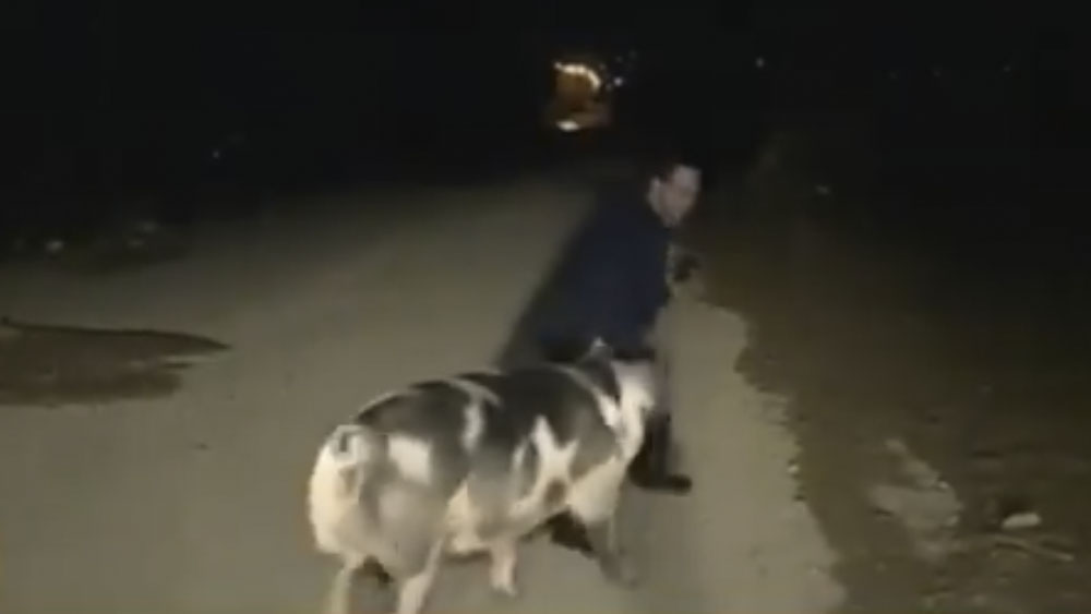 #Video Cerdo muerde a reportero durante transmisión en vivo
