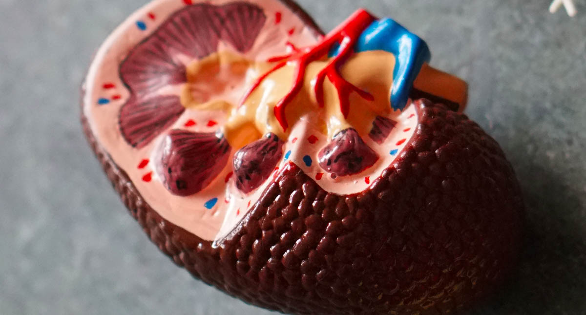 Desarrollan riñones humanizados dentro de embriones de cerdo durante 28 días