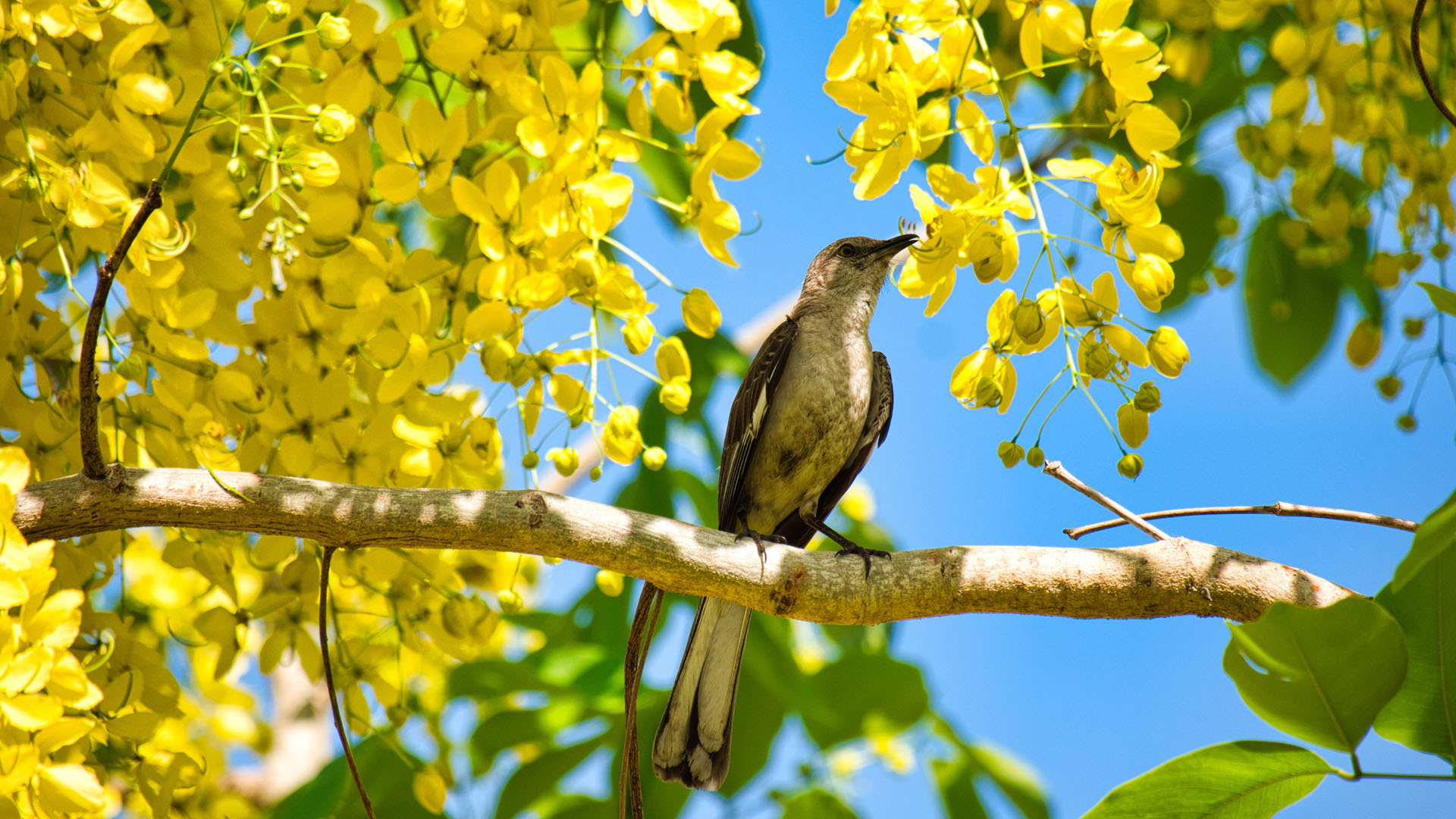 Científicos estiman que habría iniciado el apocalipsis de los insectos - ruisenor