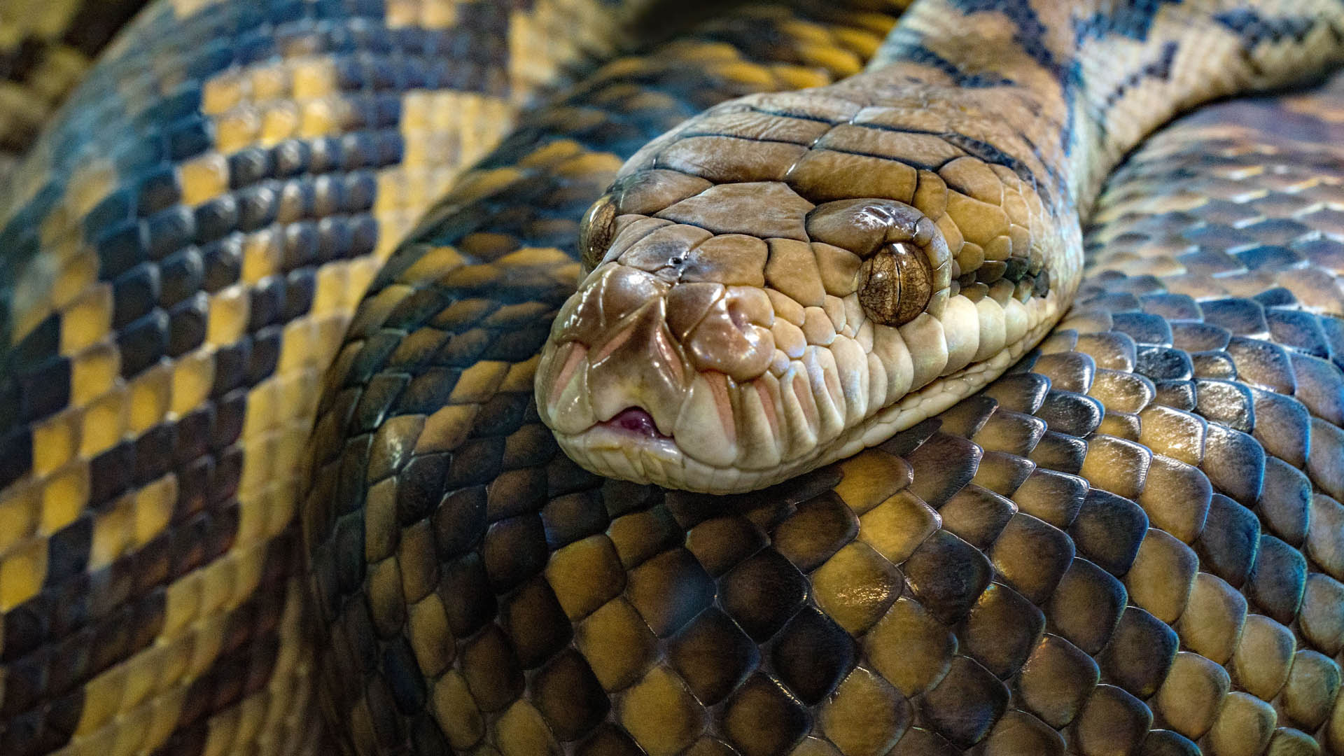 Mordedura de serpiente provoca 384 muertes diarias, alerta OMS