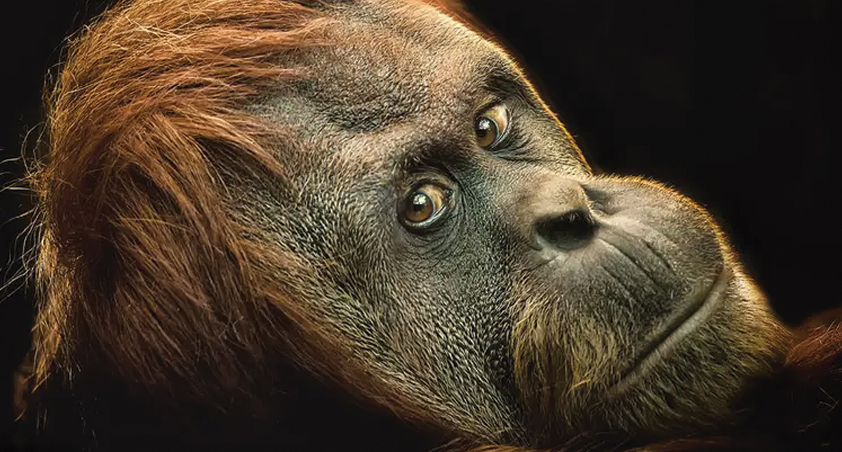 Investigación de moléculas en un diente da datos acerca de la evolución