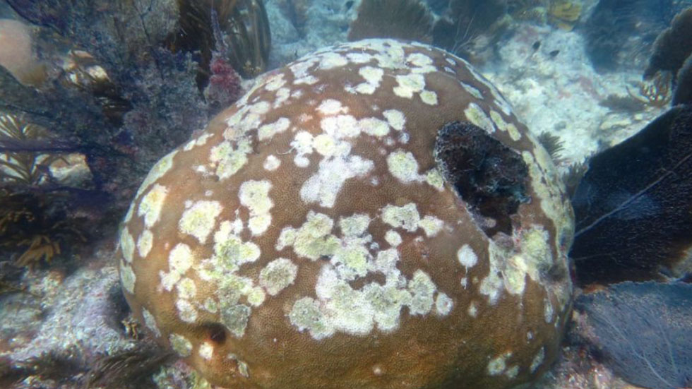 Semarnat actualiza NOM-059 para proteger pasto marino y corales - sindrome-del-coral-blanco